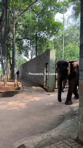 Just another Tuesday in Pinnawala, Sri Lanka — where morning strolls turn into lessons in history, conservation, and coexistence.” This little town is home to the famous Pinnawala Elephant Orphanage, a sanctuary established in 1975 to care for abandoned, injured, and displaced elephants. Every day, the herd makes its slow, majestic walk from the orphanage down to the Maha Oya River for their daily bath — a tradition that has become both a cultural ritual and a powerful reminder of Sri Lanka’s deep connection to these incredible animals. Watching them up close is surreal: the gentle rumbles between the elephants, the playful splashing once they reach the river, and the calm confidence with which they navigate the streets. It’s one of the few places in the world where humans and elephants move through the same space in such a natural rhythm. At the same time, Pinnawala sparks conversations about wildlife protection, responsible tourism, and the future of Asian elephants — a species facing habitat loss and fragmentation. The orphanage plays a role in rehabilitation and awareness, but it also invites us to think more deeply about how we support conservation efforts ethically.