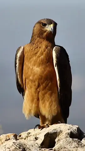 #CapCut #capcut #اكسبلور #zako😎 #🦅 