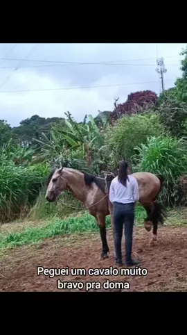 Provérbios Cap. 16 3 Consagre ao SENHOR tudo o que você faz, e os seus planos serão bem-sucedidos. ❤️🐎🙏🏻 EM APENAS 2 DIAS, O ANIMAL MUDOU DA NOITE PRO DIA. sigam e republiquem 🥺🙏🏻 #jesus #cavalos #domaracional 