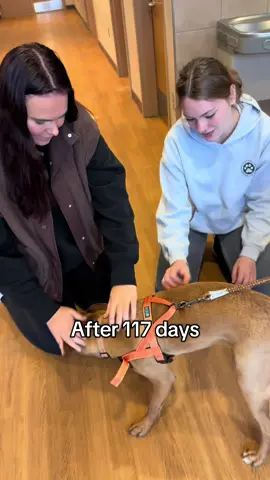 Chewie found his new loving home! 🤍