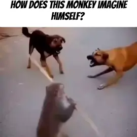 أظن أنني وجدت Monkey king  الجديد 😂✨ #monkeyking #sunwukong #monkey #animalpower #animalfight #legendary #epicmoment #tiktokanimals #kingvibes #heroenergy #fantasyedit #viralvideo #fyp #foryou #ملك_القرود #ووكو #لقطة_اسطورية #هيبة