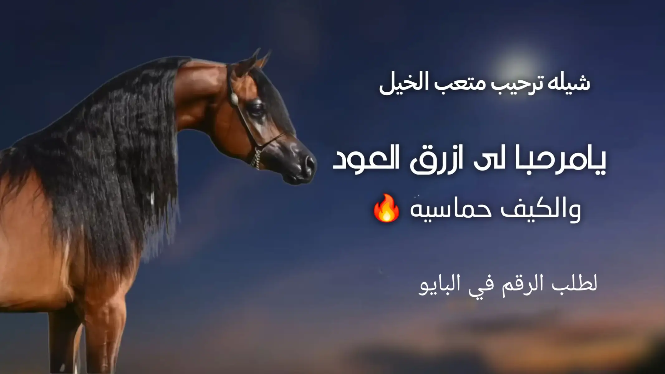 #شيله_ترحيب_ام_العريس #متعب_الخيل #يامرحبا_على_ازرق_العود_والكيف #اكسبلورexplore #شيله_ترحيب_متعب_الخيل 