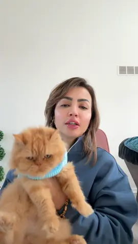 نومي وملابس العيد #كوتش_رشا #قطط #قطط_لطيفة #cats #pets 