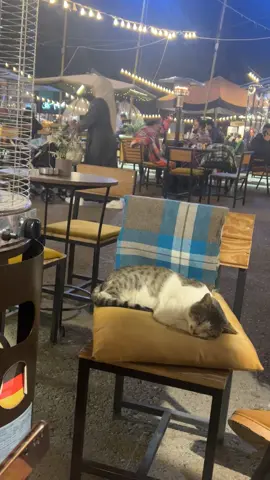 #kurdish #foryou #catlover 🥺🌸