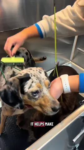 Splish, splash…. It’s bath time! 🛁🐶 Our Self-Serve Dog Wash makes cleanup easy - no mess at home! 💛 Come bring your muddy pup in today!  Located in Waterford MI on Highland Road #shopsmall #petstore #shoplocal #selfservedogwash 