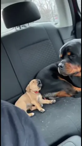 Teaching the puppies #funnyvideos #dog #foryou #funnydog #fyp 