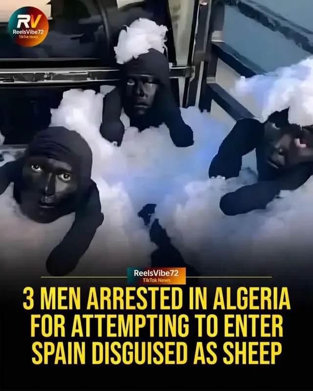 THREE MEN IN ALGERIA ARRESTED AFTER DRESSING UP AS SHEEP TO CROSS INTO SPAIN Three men in Algeria were arrested after trying one of the wildest border-crossing plans ever… they dressed up as sheep to sneak into Spain. Police say they wrapped themselves in cotton padding and even painted their faces to blend in with real livestock being transported in the area. The plan fell apart when officers noticed a few “sheep” moving a little too human-like and stopped the vehicle. All three were taken into custody — a reminder of just how far people will go trying to reach Europe. One of the craziest headlines of the week. #WorldNews #StrangeNews #Algeria #Spain #BorderCrossing #ViralStory #InternationalNews #fblifestyle 