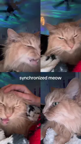 i didn’t even plan this #meow #cat #cute #fyp #viral