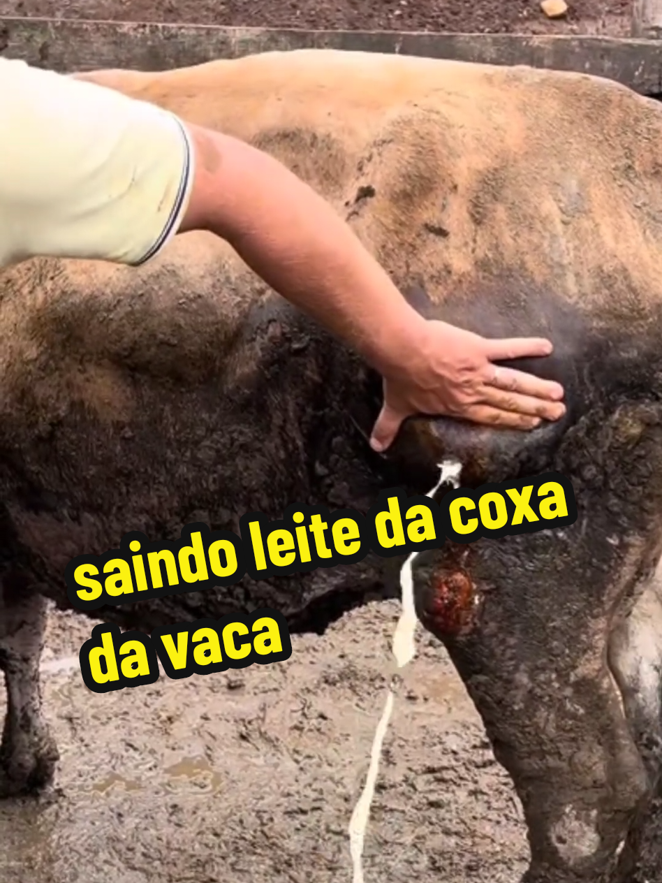 saindo leite da coxa da vaca #videos assustadores #animais  estranhos #anormalia 