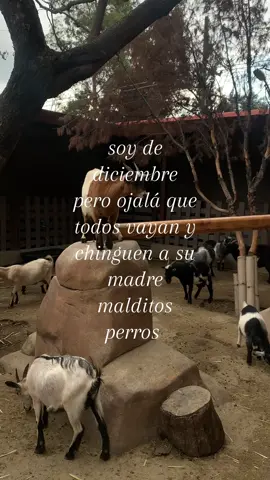 broma #fypシ #tiktok #paratii #musica 