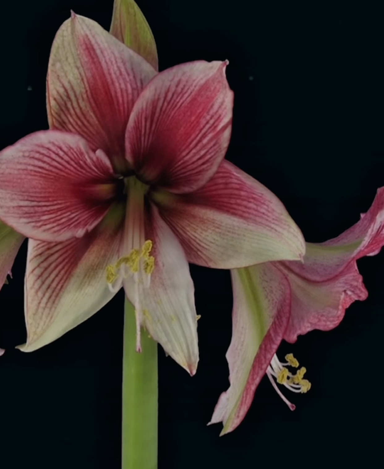 pero rezaré por ti...                                #wavetoearth #w2e #lyrics #parati #xybca 