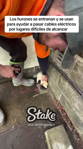 Durante décadas, los equipos de servicios públicos descubrieron que los hurones tenían la combinación perfecta de cualidades para pasar cables por espacios extremadamente estrechos y de difícil acceso. Sus cuerpos son largos, flexibles y naturalmente curiosos, lo que les permite desplazarse por conductos angostos y túneles subterráneos a los que los humanos y las primeras herramientas no podían llegar. Los electricistas les colocaban un arnés liviano con una cuerda o cable delgado, soltaban al hurón dentro del túnel y dejaban que sus instintos hicieran el resto. A medida que avanzaba, el animal arrastraba la línea detrás de sí, creando un camino despejado para que los equipos instalaran el cableado de sistemas de iluminación, estadios, montajes de eventos e incluso el cableado de algunos de los primeros aviones. Antes de que los robots compactos se volvieran comunes, este método ahorraba enormes cantidades de tiempo en eventos de gran escala. Los hurones incluso fueron utilizados en grandes producciones del Reino Unido, ayudando a los equipos de montaje a instalar kilómetros de cableado en tiempo récord.