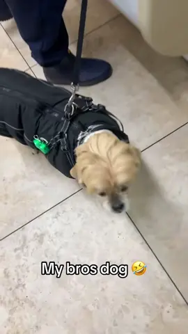 The hair 🤣 @I Can’t Even (🎥:@alboy716) 