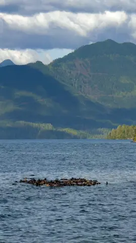 EDIT: sea otter fun fact video is up on my page now!! 🦦 #vancouverisland #marinelife #naturelover 