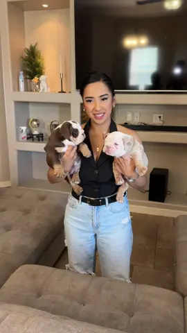 🌟 Meet our adorable English bulldogs, all looking for their forever homes!🐾 These charming pups are filled with love and personality. If you're ready to add some snuggles and smiles to your life, message me for more info! Let’s find your perfect companion! 🏡❤️ #EnglishBulldog #BulldogAdoption #FindYourFurryFriend #LoveAtFirstSnort #AdoptDontShop