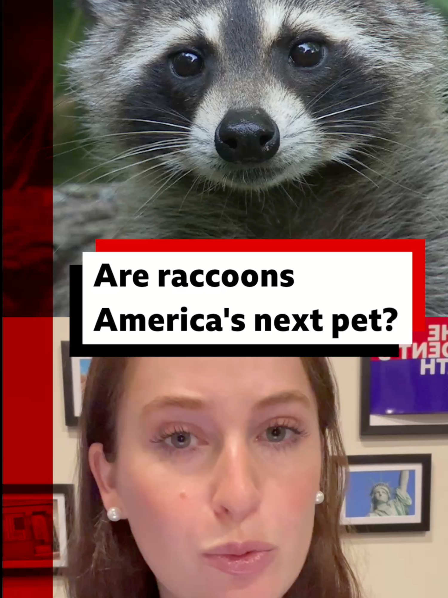 Would YOU want a pet raccoon? #Raccoon #Pets #Science #Cat #Dogs #BBCNews
