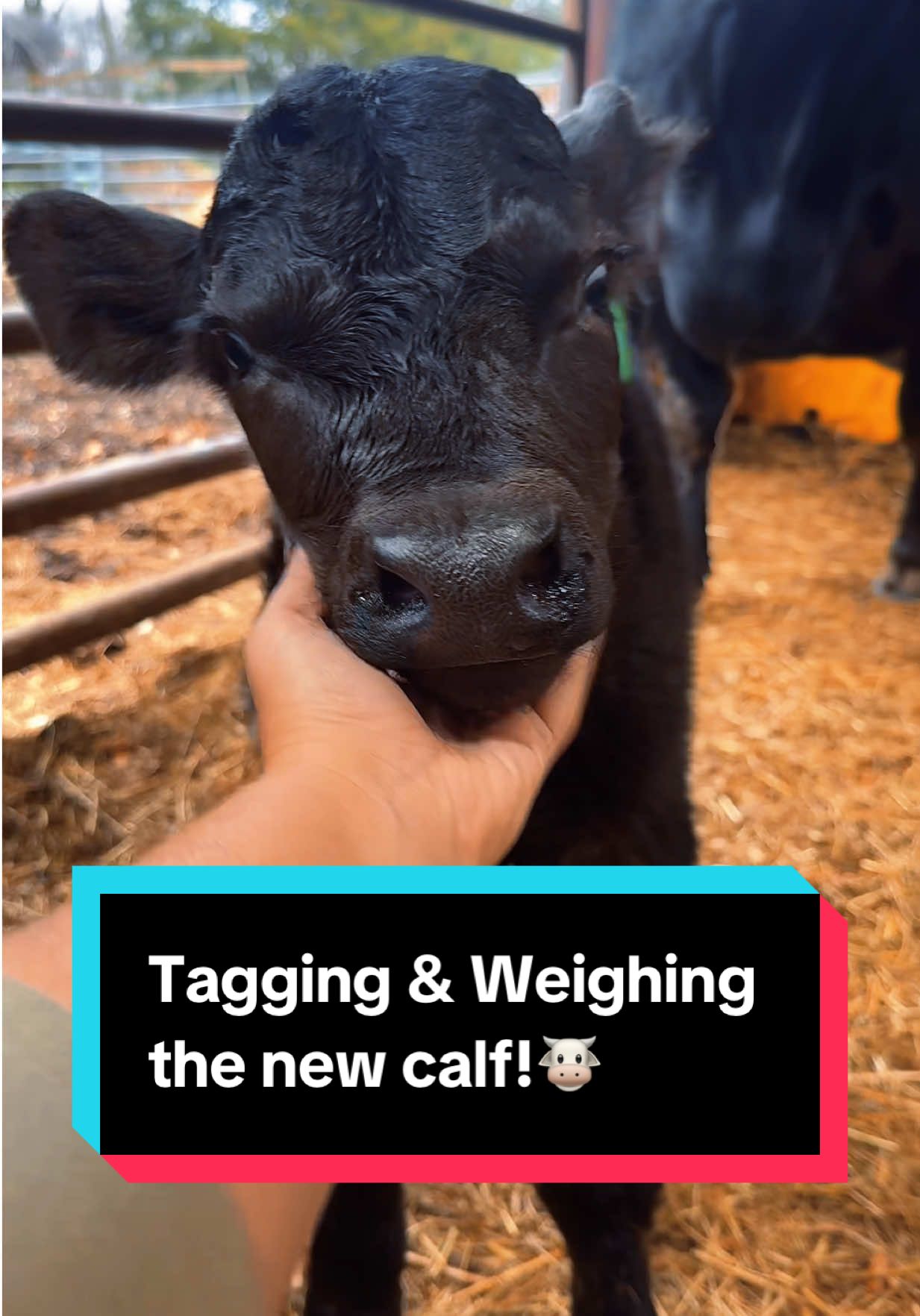Tagging & Weighing the new calf!🐮 #cowandcalf #simmental #bullcalf #simmentalcattle 