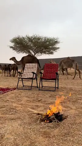 #CapCut #اكسبلور #PernaBamba #تصويري #رالي_شيفا_العجيلات_ليبيا 