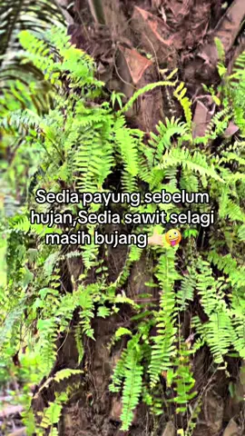 duar💥#petaniindonesia🇮🇩🇮🇩🇮🇩🌿🌿 #petanisawit #sawitontiktok #petanisawitindonesia🇮🇩🇮🇩🇮🇩🌴 #masukberandafyp 