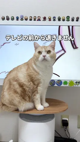 猫あるあるすぎるー #猫 #猫動画 #猫あるある #可愛い猫 #cat 