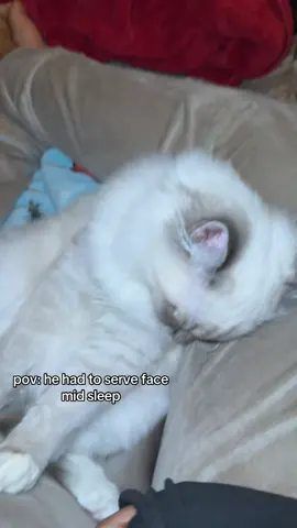 soo he wasn’t sleep clock my tea ig 🙄  #catsoftiktok #xyzbca #fyp #icespice #spongebob 