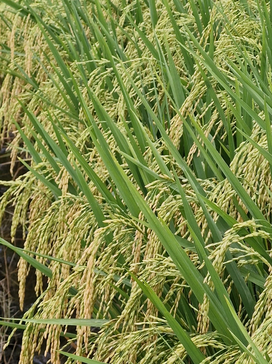 yg suka dengan tantangan gass coba tanam ip32🔥