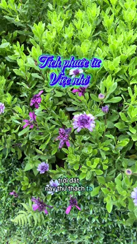 #daolyhay #phatphapnhiemmau #nhanquacongbang #thichdichua #nammoadidaphat 