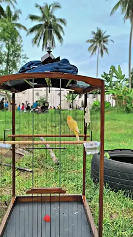 Mengatasi burung macet bunyi ada di kranjang kuning dibawah 👌🏻 #fypシ゚ #kenarigacor #kenarimaniaindonesia #kenariprospek #kenarimania 