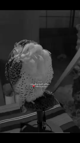 ربي أرني إياه حُلمًا 💔  #تصميمي  #تصاميم  #دحام_الضحيك  #استوريات  #اكسبلورexplore  