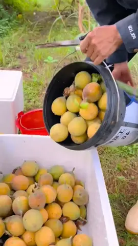 Menanam buah dengan perawatan yang gampang ya buah markisa ini  #fyp #viral #trending 