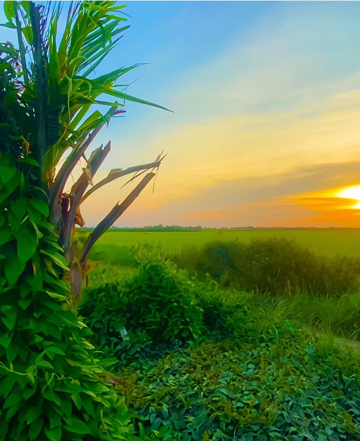 Sáng ra thăm ruộng mà cái không khí lạnh lạnh này thì Tết về sắp tới rồi 😆🧧🌾🌴📸  #binhyen🌾🌴 #canhchillmientay #tetnguyendan2026🧧🎆🧨 #xuan2026🎆🎆🎆 #netdepquehuong 