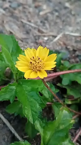 ดอกไม้ริมทาง @เชียงราย