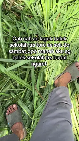 #perternakmuda #peternaksapiindonesia #sobatngaret #kediri24jam #fypシ゚ 