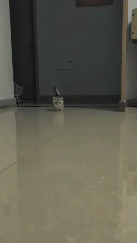 Kucing Munchkin adalah ras kucing yang dikenal karena kakinya yang sangat pendek akibat mutasi genetik alami. Meski berkaki pendek, mereka tetap aktif, lincah, dan suka bermain. Tubuhnya mungil, wajahnya imut, dan memiliki bulu yang bisa pendek atau panjang tergantung garis keturunannya. Sifatnya ramah, penyayang, dan cocok sebagai hewan peliharaan keluarga. Kucing ini tidak memiliki masalah kesehatan serius asal dirawat dengan baik, meski beberapa individu bisa lebih rentan pada masalah tulang belakang. #CapCut #animal #hewan #fyp #munchkin 