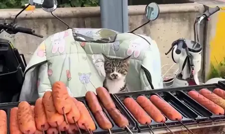 Mua hong mà nhìn. Quạo nha #tiktok #foryou #tiktoknews #xuhuong #xuhuongtiktok 