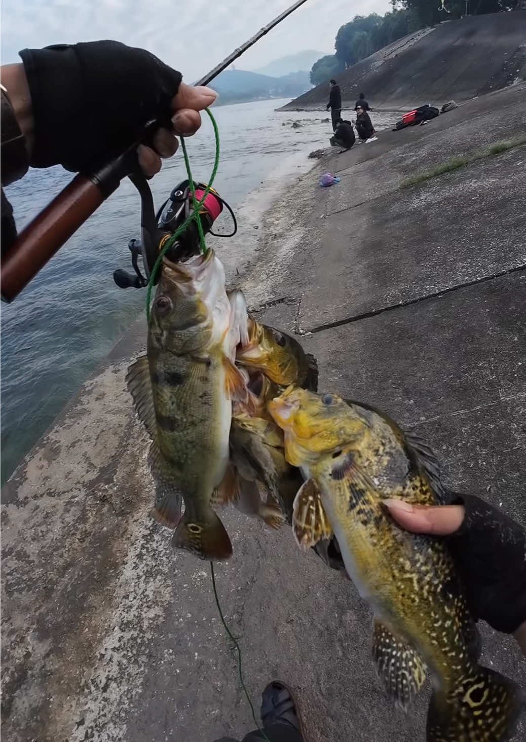 Câu lure cá hoàng đế ở sông mùa đông @BEN FISHING  #caulure #lure #lurefishing #caucagiaitri #cauca 