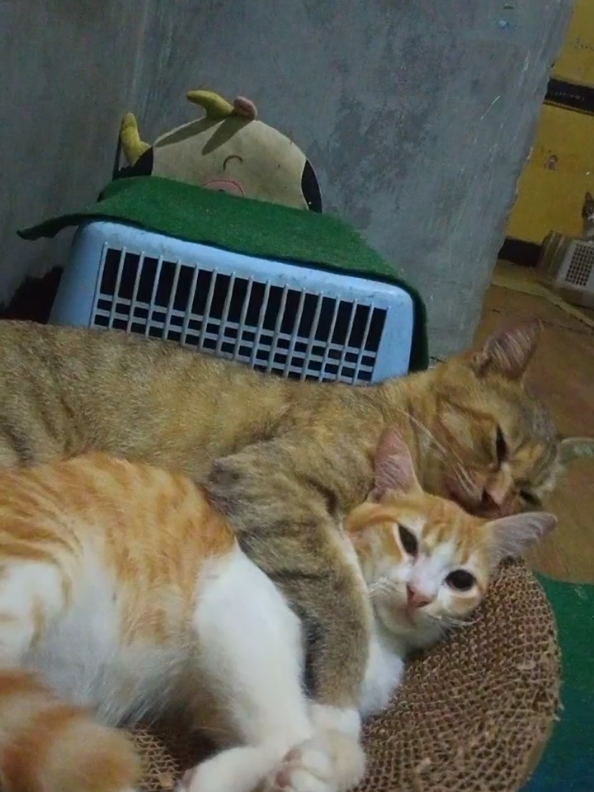 kasih sayang ibu kucing walau kadang galak tapi tetap sayang anaknya❤️#kucinglucu #catsoftiktok #lucu 