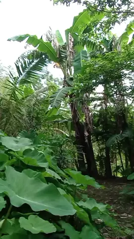 lapa lu denk tahun lam