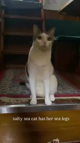sea cat #cat #cats #catsoftiktok