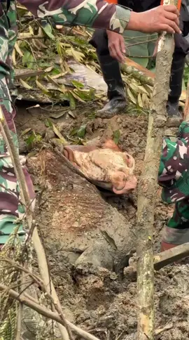 Setelah 6 Hari Bertahan Tertimbun Longsoran, Seekor sapi dapat diselamatkan oleh Tim Sar Gabungan Jum'at 21 Nov 2025 di Areal Longsoran Ds Situkung Pandanarum Banjarnegara🥺🥺🥺 #banjarnegara #banjarnegaraterkini 