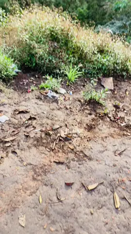 mt.tapak 1909 mdpl                                #gunungtapak #pendakigunung #mendaki #fypage 