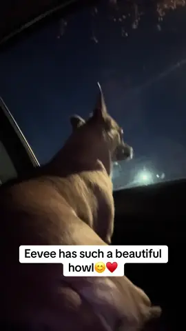 #chihuahua #doggie #dog #tiktok #howl 