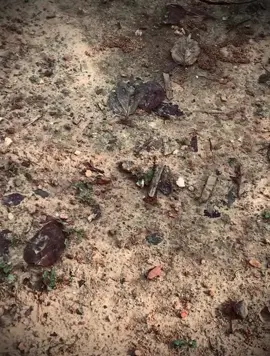 “不是每个笑容都代表快乐, 有时只是掩藏了伤感。” “Không phải nụ cười nào cũng là niềm vui, đôi khi nó chỉ là cách giấu đi nỗi buồn…”#ffyp #buon_tam_trang #xuhuong 