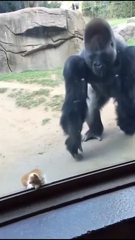 Gorilla finds lost kitten in enclosure, what happens next is beautiful Raw iPhone footage. Zoo. Gorilla exhibit. A KITTEN. Tiny. Lost. Somehow ended up INSIDE the gorilla enclosure. The kitten looks WEAK. Scared. Vulnerable. This is NOT where a kitten should be. The gorilla NOTICES. Massive silverback. Approaches slowly. Then something BEAUTIFUL happens. The gorilla gently PICKS UP the kitten. Carefully. With massive hands that could crush but CHOOSE to cradle. The gorilla starts CARESSING the kitten. Soft touches. Gentle strokes. Comforting movements. This is HEARTWARMING. This is pure compassion. This is a 400-pound gorilla recognizing a vulnerable creature and choosing TENDERNESS. The kitten is SAFE now. Still scared but being held. Being comforted. Being protected by the most unlikely guardian. The gorilla continues the gentle touching. Checking on the kitten. Making sure it's okay. This isn't aggression. This is CARE. No one expected this. A lost kitten. A massive gorilla. And the most touching display of interspecies compassion ever captured. The gorilla's gentleness is STUNNING. Those enormous hands moving with such delicacy. Such awareness. Such love. This is why gorillas are incredible. The intelligence. The empathy. The ability to recognize vulnerability and respond with GENTNESS instead of threat. The kitten found the best possible protector in that enclosure. The gorilla became exactly what that scared little kitten needed. Raw footage. Unedited. Real moment. Pure beauty. Massive strength choosing to be SOFT. This is the content the world needs. Gorilla and kitten. Power and vulnerability. Protection and comfort. Someone please make sure that kitten got out safely and the gorilla gets extra treats for being the gentlest giant. The most heartwarming zoo moment ever filmed. Compassion has no size limit. Created entirely with OpenAI's Sora 2. #gorilla #kitten #heartwarming #zoo #rescue             Sora 2, OpenAI Sora, AI video, gorilla, kitten, lost kitten, gorilla and kitten, gorilla saves kitten, gorilla rescues kitten, gentle gorilla, compassionate gorilla, silverback gorilla, zoo footage, raw footage, iPhone footage, unedited zoo video, gorilla exhibit, kitten in enclosure, scared kitten, weak kitten, gorilla picks up kitten, gorilla caressing kitten, gorilla comforts kitten, heartwarming animal video, interspecies compassion, gorilla gentleness, wholesome content, feel good video, beautiful moment, touching video, gorilla empathy, animal rescue, gorilla intelligence, gentle giant, massive gorilla, tiny kitten, protective gorilla, gorilla guardian, viral animal video, emotional video, faith in humanity, animal compassion, zoo animals, gorilla behavior, primate intelligence, tender moment, pure beauty, generative AI, AI generated video,