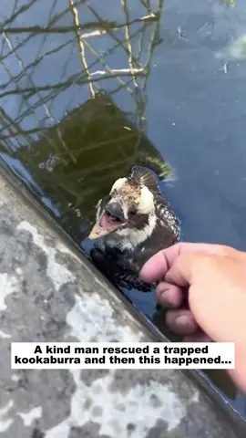 A kind man rescued a trapped kookaburra and then this happened...#lovestory #animals #rescue #bird #kookaburra 
