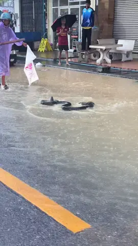 สายกลาง #หาดใหญ่ ณ …ตอนนี้ น้ำมาจากฝั่งโรงพยาบาลหาดแล้วคะ ต้าว#งูเหลือม ก็ออกมาเล่นน้ำกัน 🐍