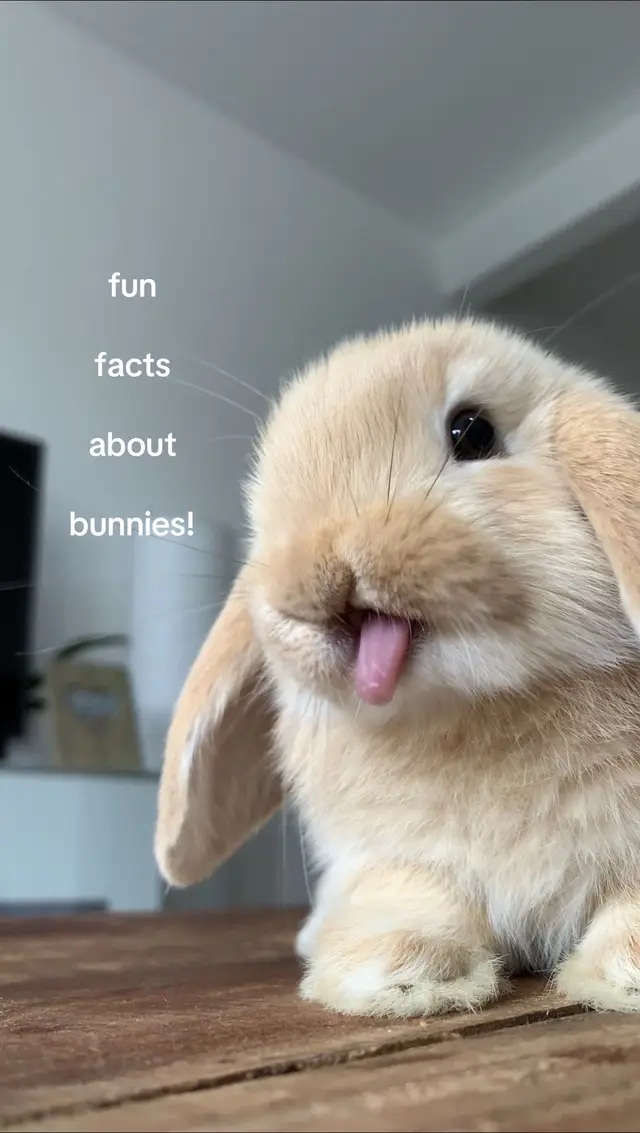 fun facts about bunnies!  #funfacts #bunnies #bunnytok #viral #trend 