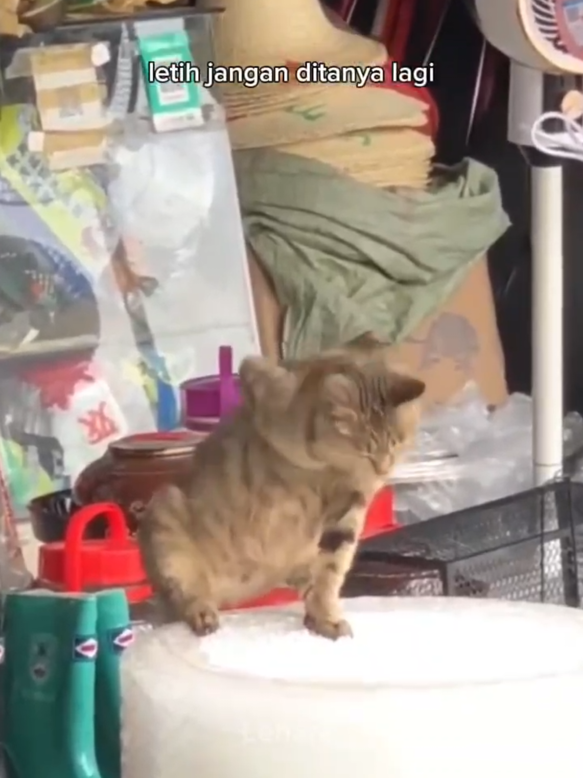 kelakuan lucu kucing sesuai lirik lagu, bikin ngakak.. #cat #catlovers #kucinglucu #kucingmujair #foryoupage 