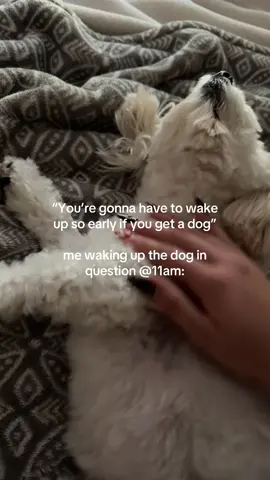 And then he doesn’t want to go for a walk either😭 #malshi #maltesedog #shihtzu 