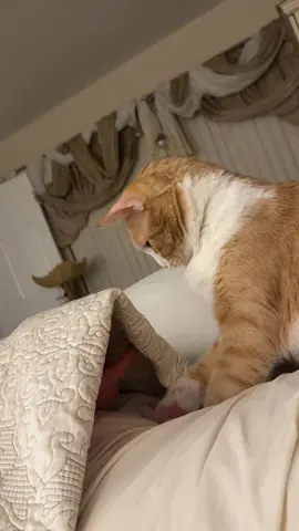 Fiona LOVES to play! ❤️❤️❤️ She is such a cutie patootie 😻😻😻 #cat #catsoftiktok  #Love #cute #play 